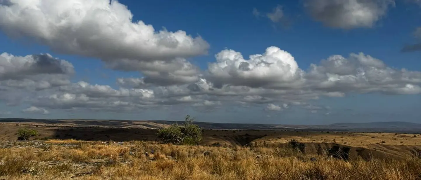 Padang savana Sumba yang mengering keemasan di musim kemarau